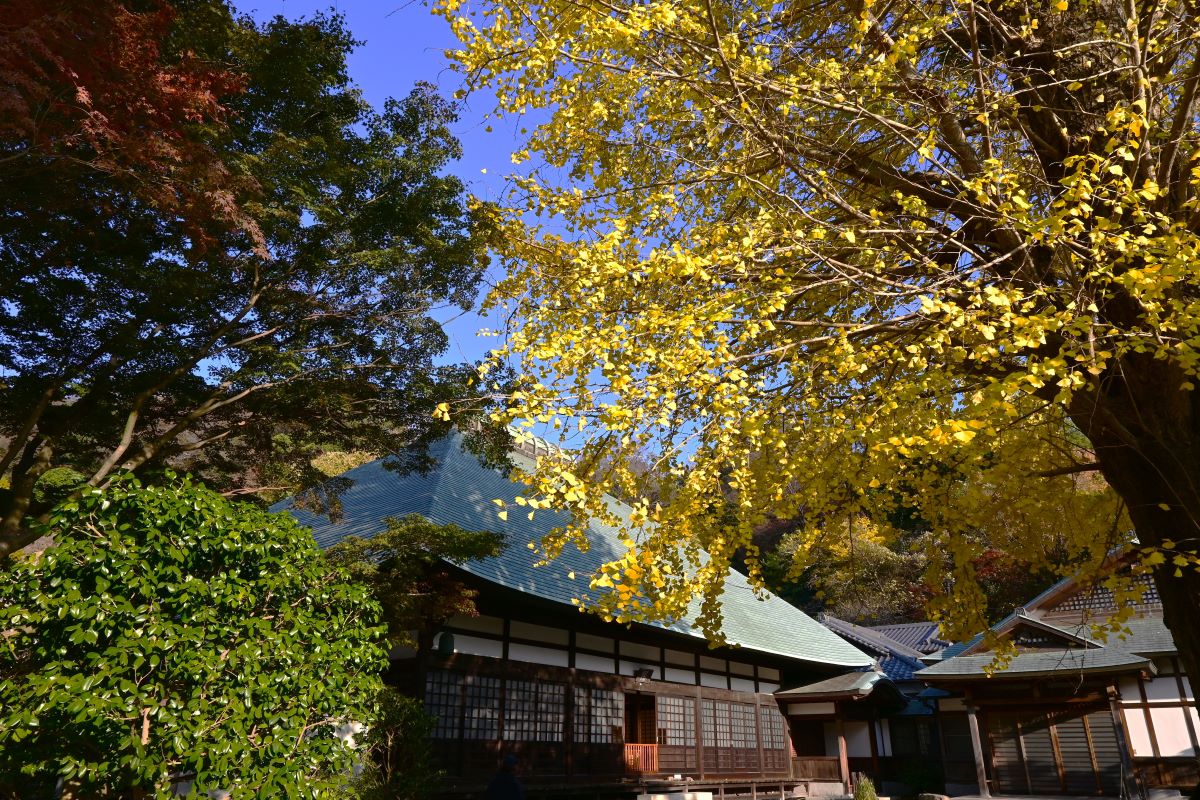 浄妙寺本堂前のイチョウの黄葉