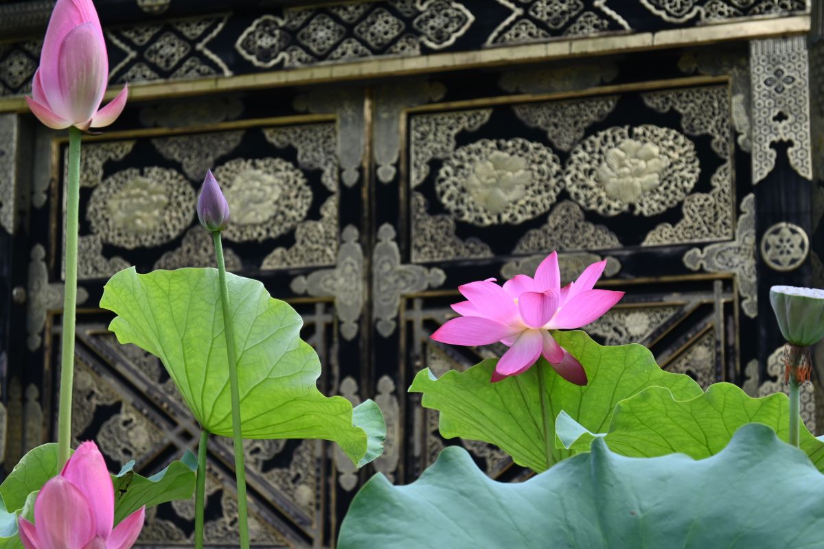 唐門前に咲くハスの花