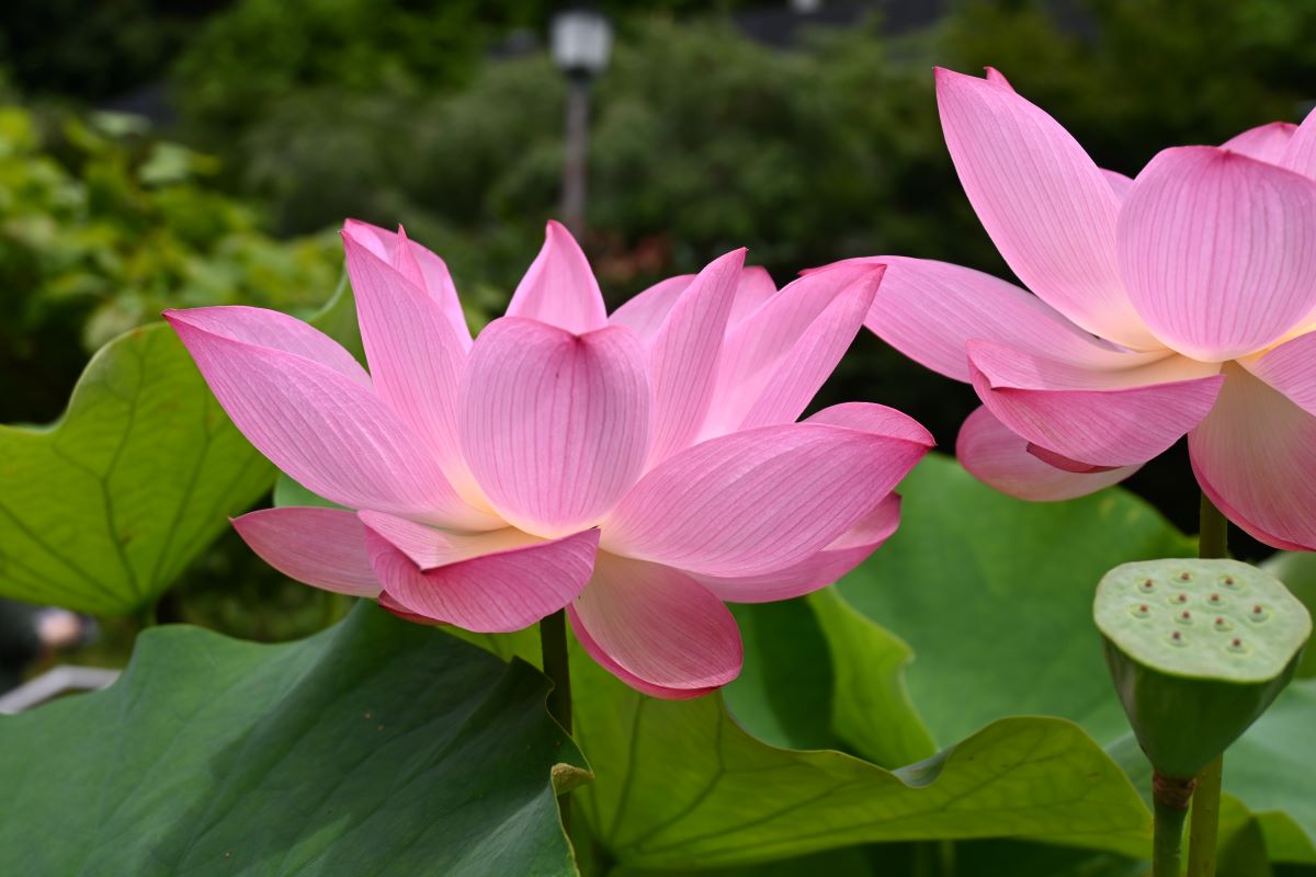 唐門前に咲くハスの花