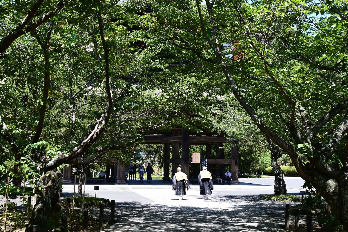 建長寺：桜並木