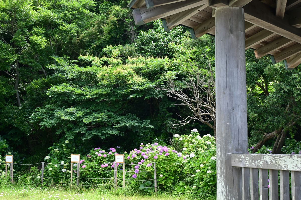 あずま屋とアジサイの花