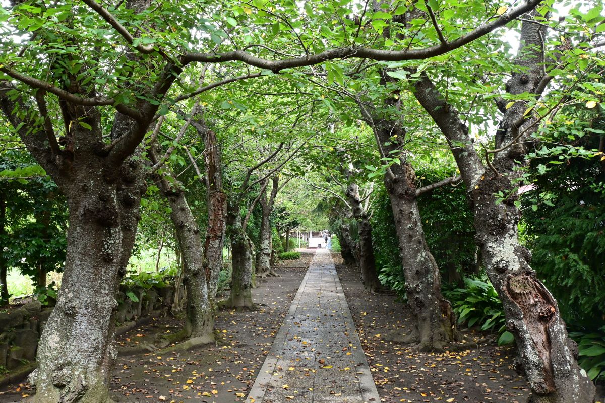 極楽寺参道　桜並木